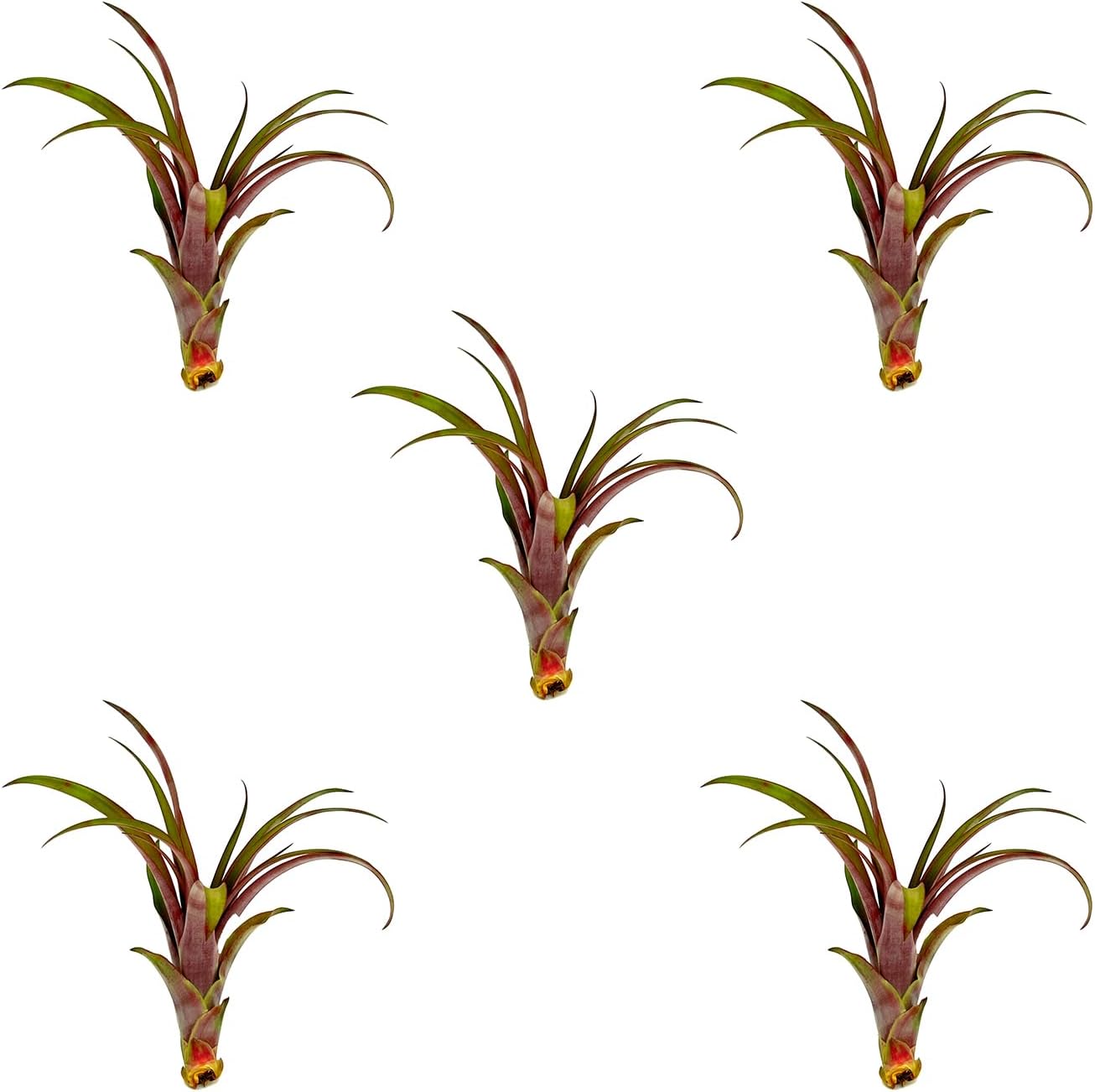 Air Plants - Tillandsia Red Capitata, Large 5-7” - 5 ct - Live Arrival Guaranteed - House Plants for Home Decor & Gift