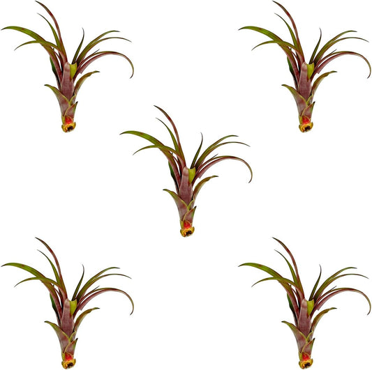 Air Plants - Tillandsia Red Capitata, Large 5-7” - 5 ct - Live Arrival Guaranteed - House Plants for Home Decor & Gift