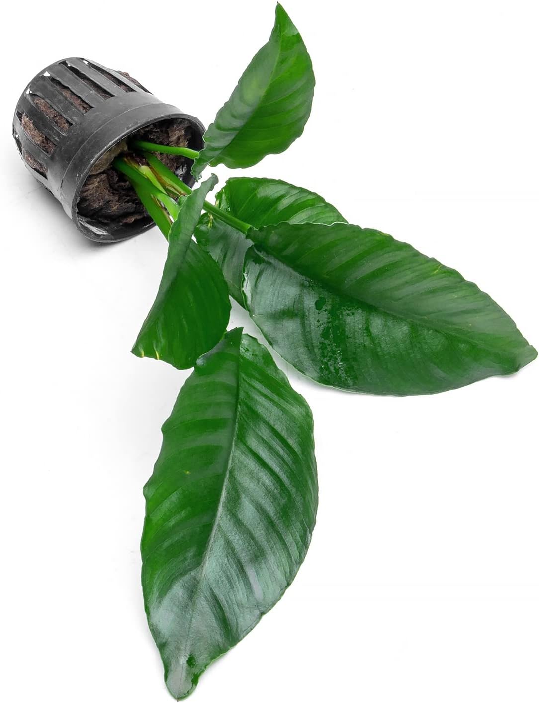 Anubias Live Aquarium Plants - Potted Freshwater Plant for Fish Tanks, Terrariums - Beginner Friendly Low Light (Heterophylla, 1 Pot)