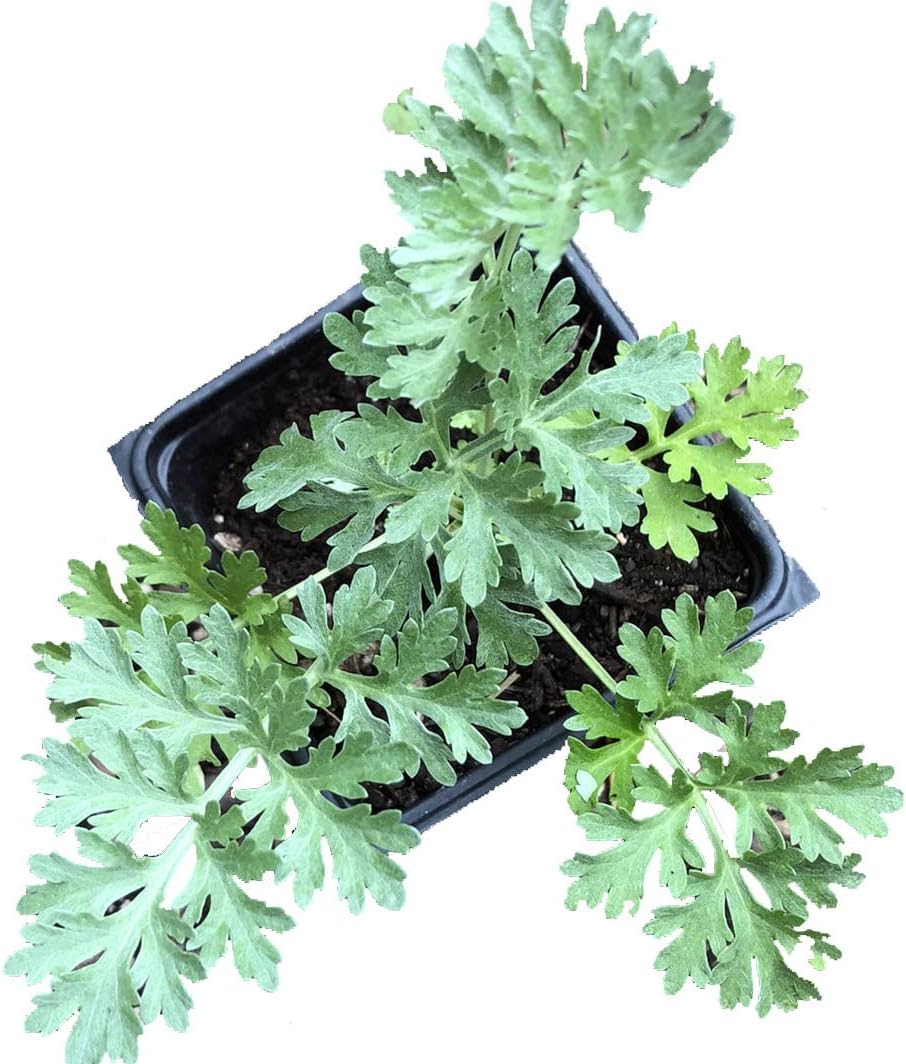 Organic Wormwood Plant, (Artemisia Absinthium) 2.5-inch Pot