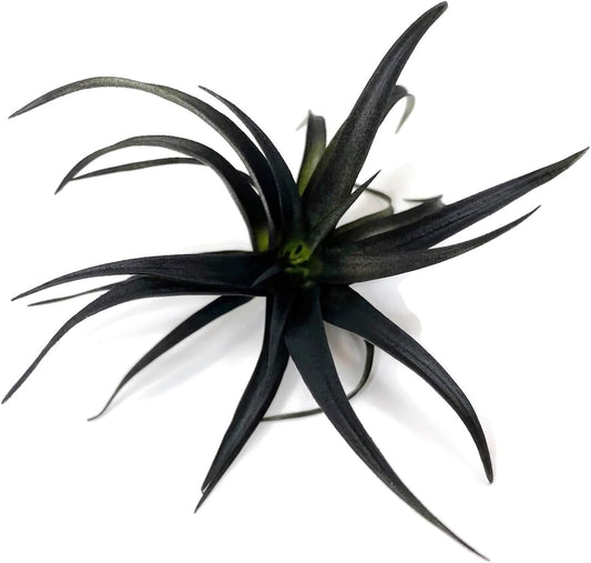 Colored Capitata Air Plant, Tillandsia, Airplant, Air Purification, House Plant, Home Decor & Gift, Live Plant (Flat Black)