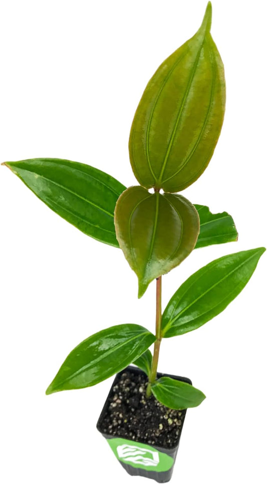 Malaysian Orchid Live Flowering Plant - Medinilla myriantha by Wellspring Gardens - Thriving Medinilla Starter Plant for Indoor or Outdoor Gardens - Vibrant Blooms, Ideal for Enthusiastic Gardeners