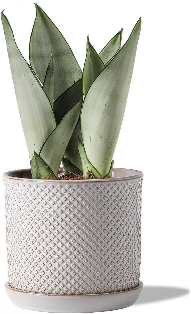 5.8 Inch Plant Pots: Ceramic Planter with Drainage Hole & Saucer - Flowerpot for Indoor & Outdoor Plants - Beaded Embossed Design White - with Separate Tray