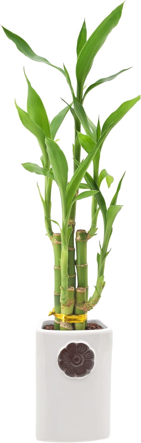 5-Stem Lucky Bamboo, Live Indoor Plant in Contour II Ceramic Planter for Home, Work, or Gift, White ***Cannot Ship to Hawaii***
