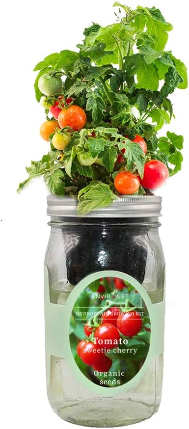 Hydroponic Tomato Growing Kit, Self-Watering Mason Jar Tomato Garden Starter Kit Indoor, Grow Tomatoes from Organic Seeds (Sweetie Cherry Tomato)