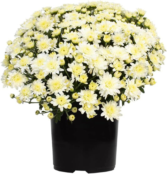 Altman Plants White Chrysanthemum Plant in 1 Gal Grower Pot, Garden Mum, Flowering Plants Outdoor Plants Live Mums, Real Outdoor Plants, Patio or Porch Flowers for Fall, Easy Care