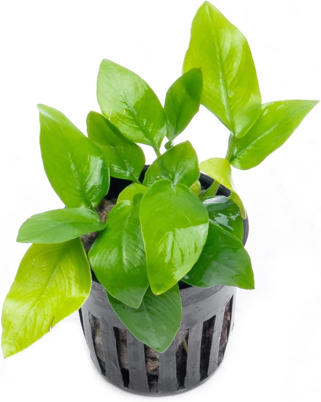 Anubias Live Aquarium Plants - Potted Freshwater Plant for Fish Tanks, Terrariums - Beginner Friendly Low Light (Nana Golden, 1 Pot)