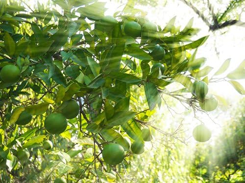 Sympathy Persian Lime Gift Tree, Easy to Grow, Indoor/Outdoor, Live Plant, Lasting Sympathy Gift, by The Magnolia Company, Can't Ship to CA, AL, AZ, LA, TX