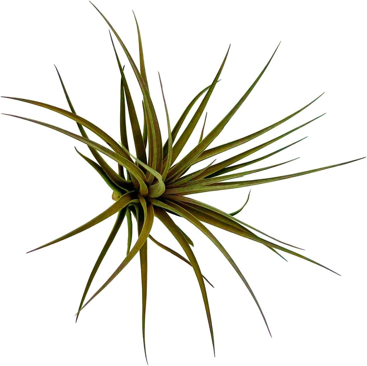 Air Plants - Flowering Tillandsia Stricta Large 5" - 2ct - Live Arrival Guaranteed - House Plants for Home Decor & Gift