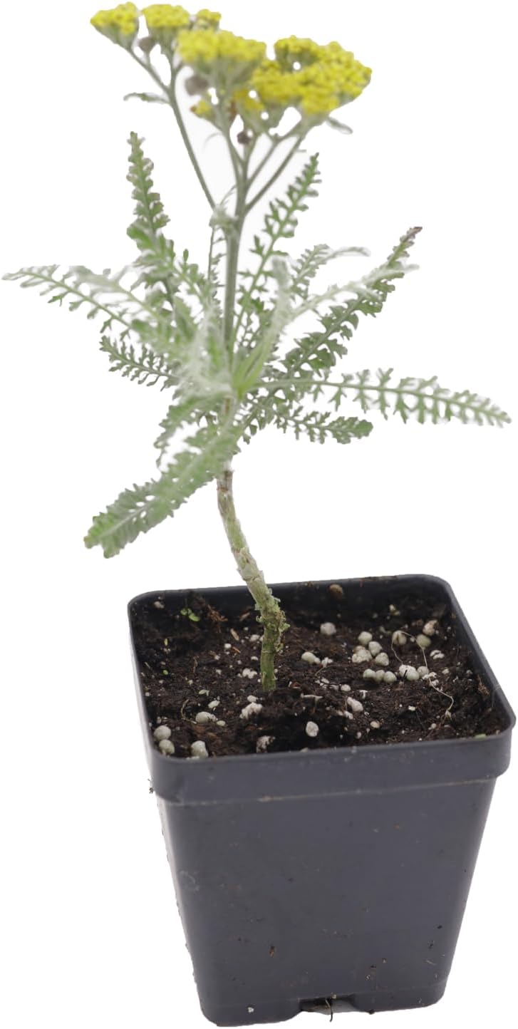 Greenwood Nursery: Live Perennial Plants - Achillea 'Moonshine' Yarrow - [Qty: 10x Pint Pots] - (Click for Other Available Plants/Quantities)