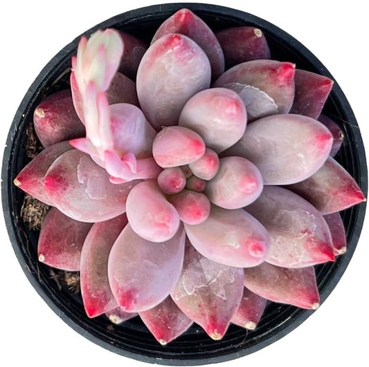 Sprout N Green Echeveria Goldfish, Rare Live Succulent Plant Fully Rooted in 2" Planter with Soil, Home Office Indoor Outdoor Wedding Decoration DIY Projects Party Favor