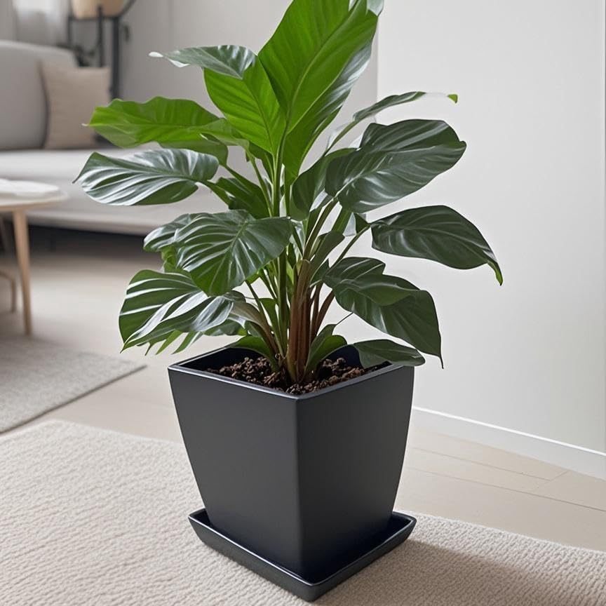 Square Plant Saucer 10 Inch 1 Pack，Plant Trays for Pots, Black Ceramic Plant Saucers for Indoors Outdoors, Plant Drip Tray 4 6 8 10 12 14 Inch