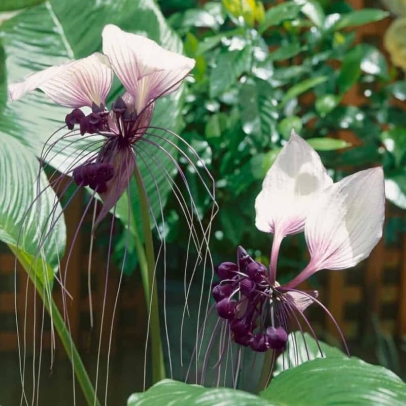 White Tacca Plants Live in 2 Inch Pot, White Bat Flower Well Rooted for Planting Indoor Outdoor, Ornamental Houseplant