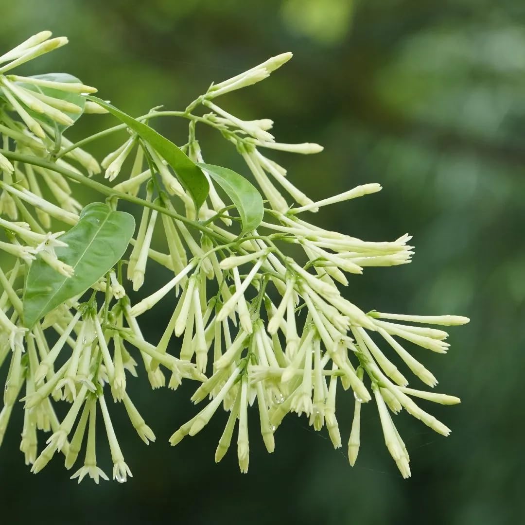 Night Blooming Jasmine Live Plant - Cestrum Nocturnum. Fragrant Flowering Shrub for Garden, Patio or Window (2 ngt.jas Cups)