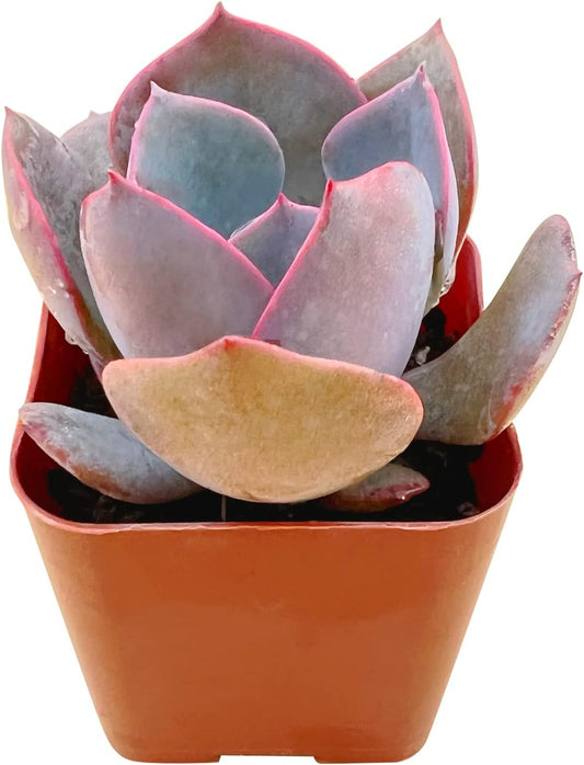 Live Succulent Echeveria 'Dusty Rose', Approx 2-inch Large, Potted Succulents, Fully Rooted, Easy Care House Plants