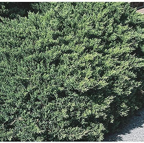 San Jose Juniper | 30 Live Plants | Juniperus Chinensis | Bonsai Drought Tolerant Cold Hardy Evergreen Groundcover