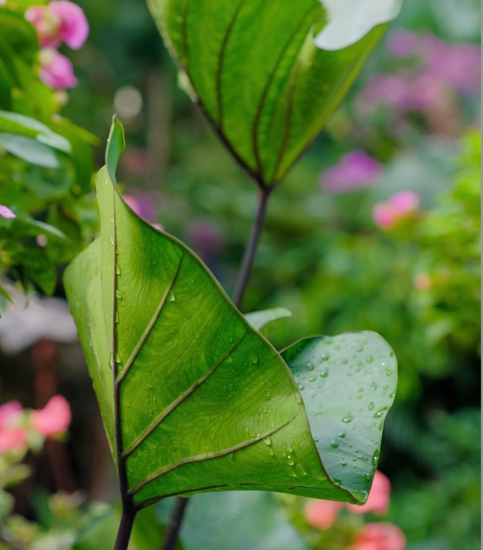 Tea Cup Elephant Ear Bulb for Planting - Grow Stunning Colocasia Esculenta (1 Elephant Ear Bulb)