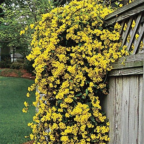 Carolina Jasmine | 40 Live Plants | Gelsemium Sempervirens | Fragrant Yellow Blooms, Evergreen Vine, Low Maintenance, Fast Growing, Climbing, Attracts Pollinators, Garden Trellis