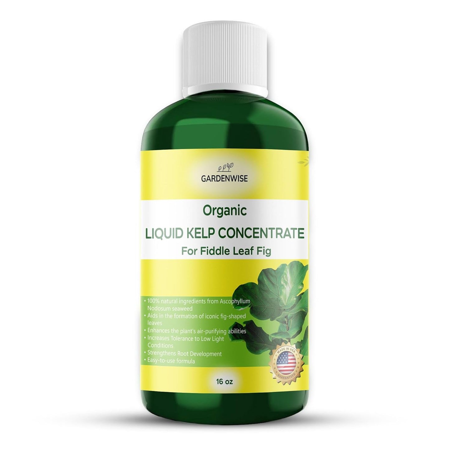 Fiddle Leaf Fig Plant Food – Liquid Seaweed Kelp Fertilizer for Plants – Made in USA (16 OZ)