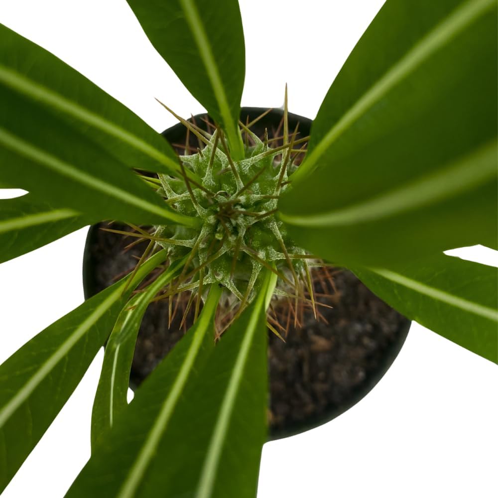 BubbleBlooms Madagascar Palm, Pachypodium Lamerei, in a 4 inch Pot