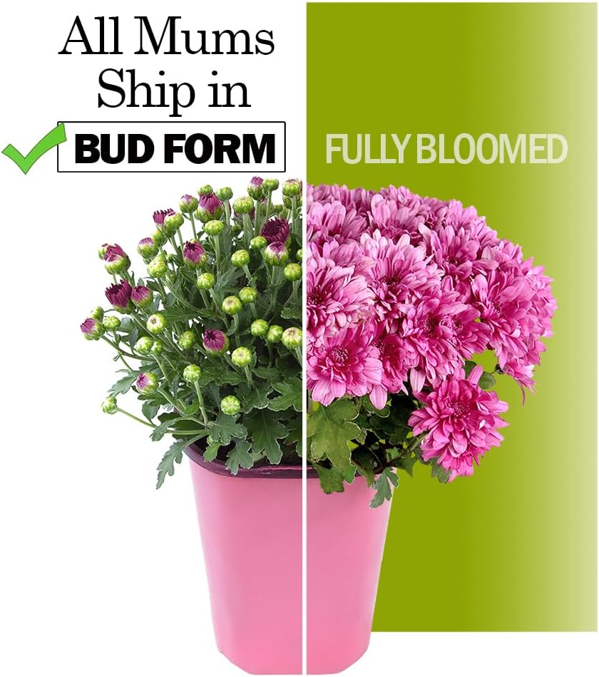 Altman Plants White Chrysanthemum Plant in 1 Gal Grower Pot, Garden Mum, Flowering Plants Outdoor Plants Live Mums, Real Outdoor Plants, Patio or Porch Flowers for Fall, Easy Care