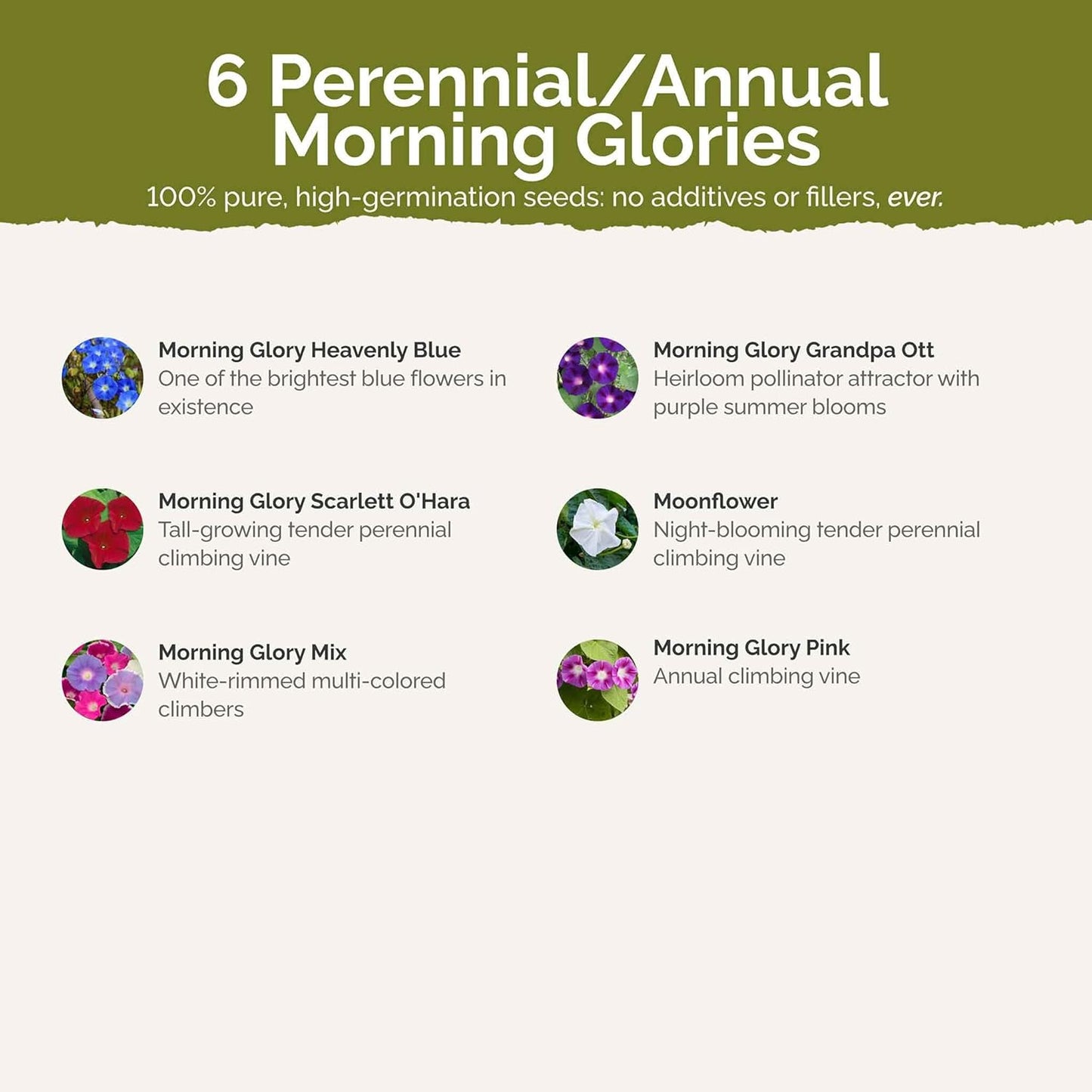 Eden Brothers Top O The Morning Flower Mixed Seeds for Planting, 1/4 lb, 120,000+ Seeds with Morning Glory, Moonflower | Attracts Pollinators, Plant in Spring or Fall, Zones 3, 4, 5, 6, 7, 8, 9, 10