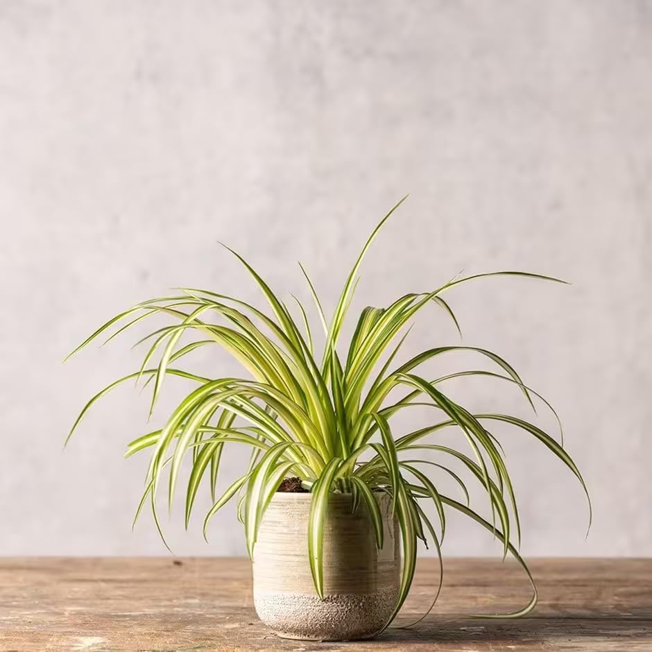 Healthy Spider Plant - Easy Care, Air-Purifying Houseplant (2 Spider Cups)