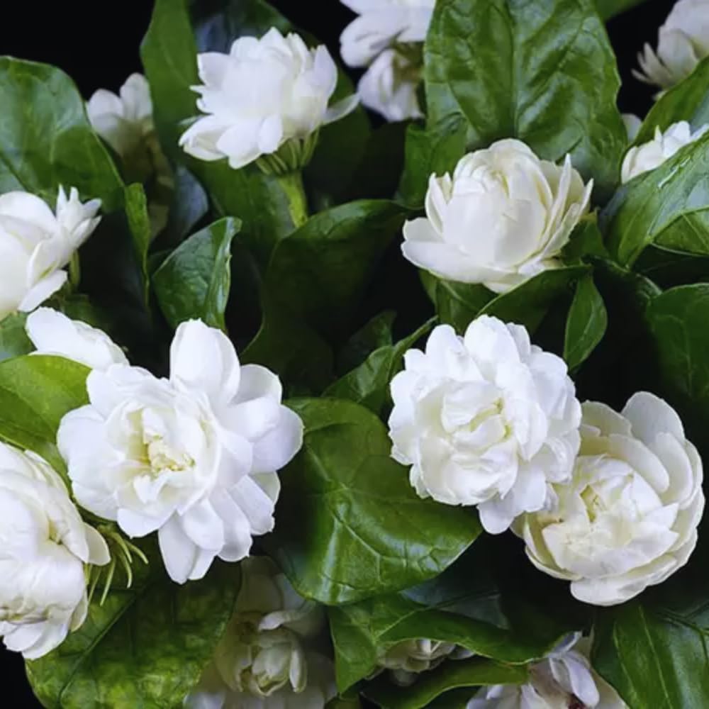 Jasmine Plant Live, Grand Duke of Tuscany Jasmine Flower Plant, 5 to 7 Inc Tall