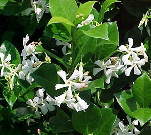 Confederate Jasmine Fragrant Evergreen Vine - Quart Pot