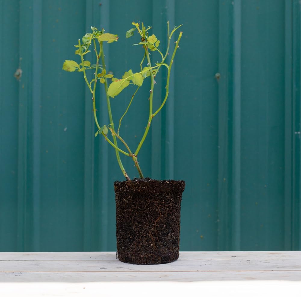 Heirloom Roses Rose Bush - Variegata di Bologna Live Purple Plant for Outdoor Planting