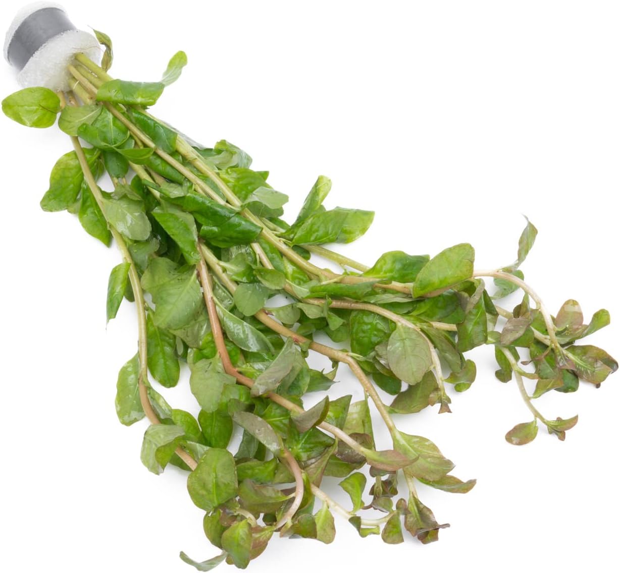 Live Aquarium Stem Plants - Freshwater Aquatic Plant for Fish Tanks, Aquascaping - (Pearl Weed Hemianthus Micranthemoides, 1 Bunch)