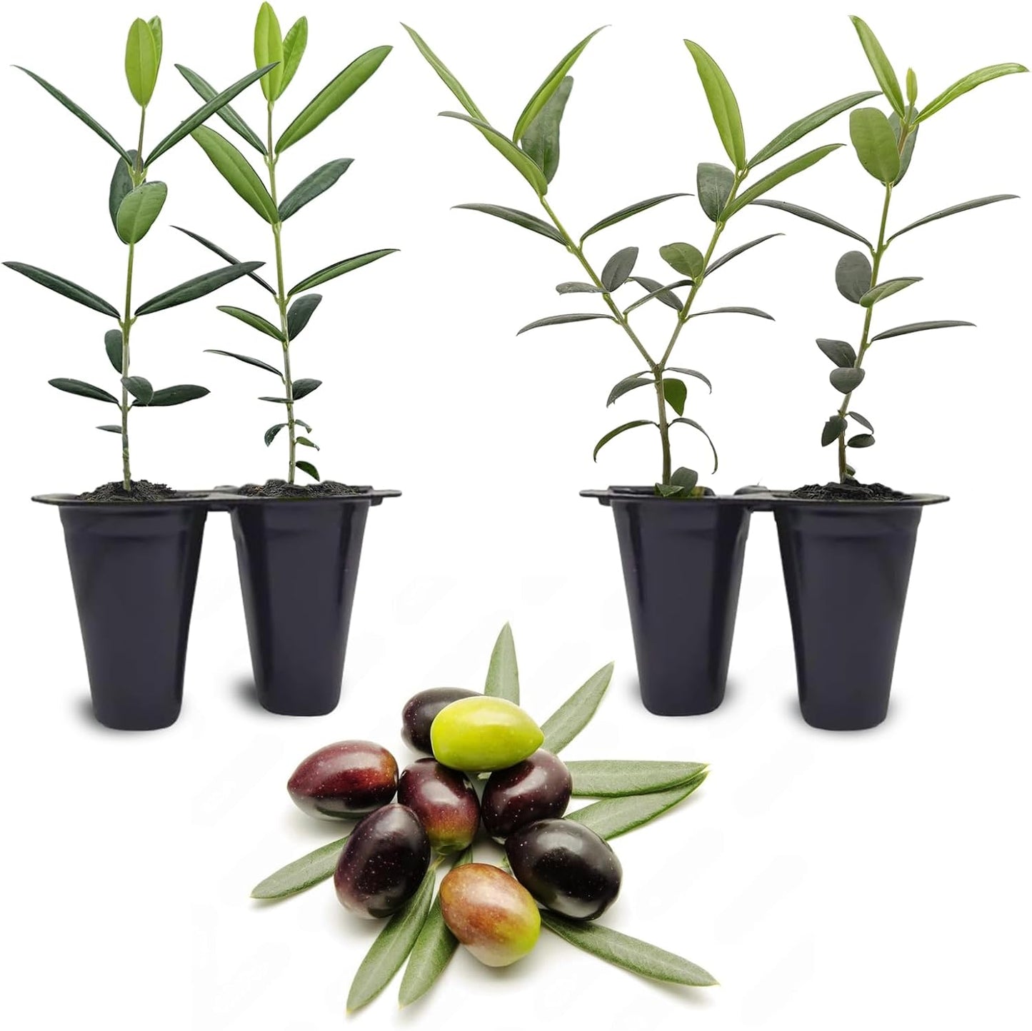 Olive Tree Arbequina (4 Pack) Real Olea Europaea | Easy to Grow Plants | Great Gift for Celebrations | Grow Your own Food on Your Edible Organic Garden| Edible Fruit Plant Live for Planting|