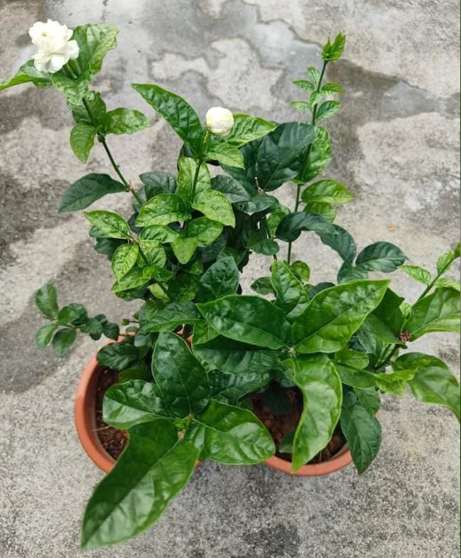 Grand Duke Jasmine Live Plant Double Jasmine Shurb White Jasmines Flowers Bush Frangant Flower Plant 1 Feet Tall in 3 Inch Pot