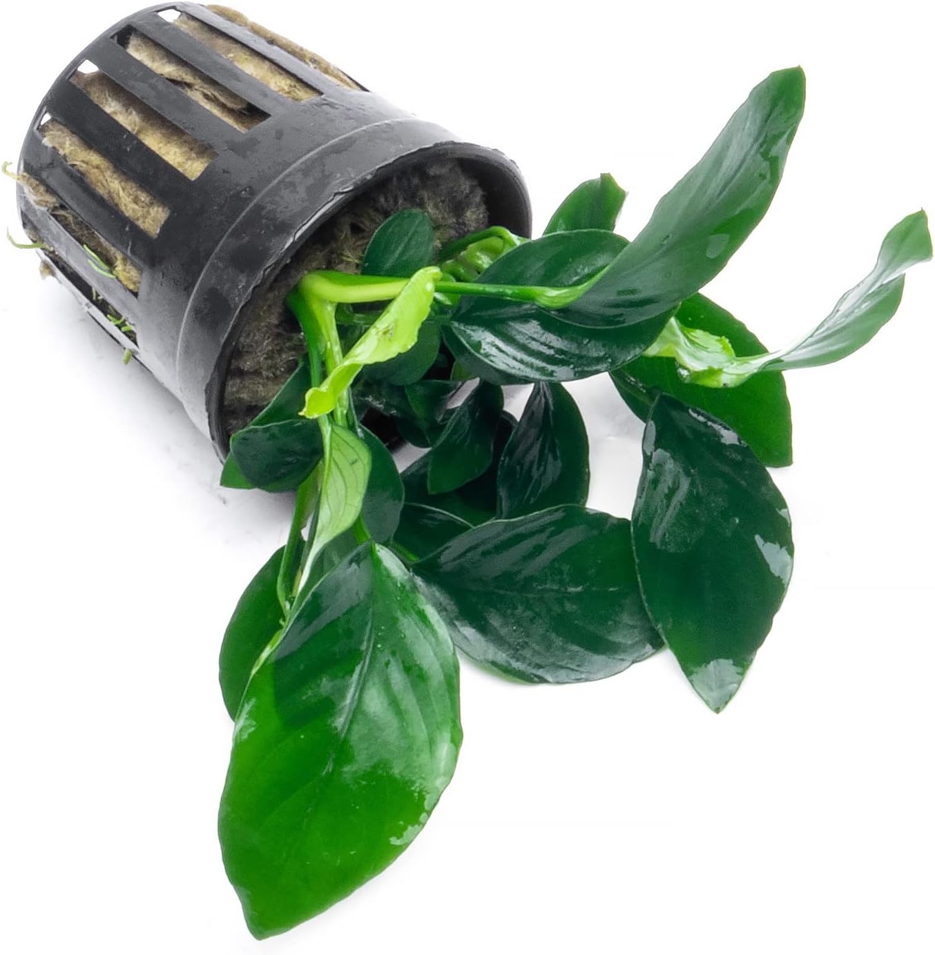 Anubias Live Aquarium Plants - Potted Freshwater Plant for Fish Tanks, Terrariums - Beginner Friendly Low Light (Barteri, 1 Pot)