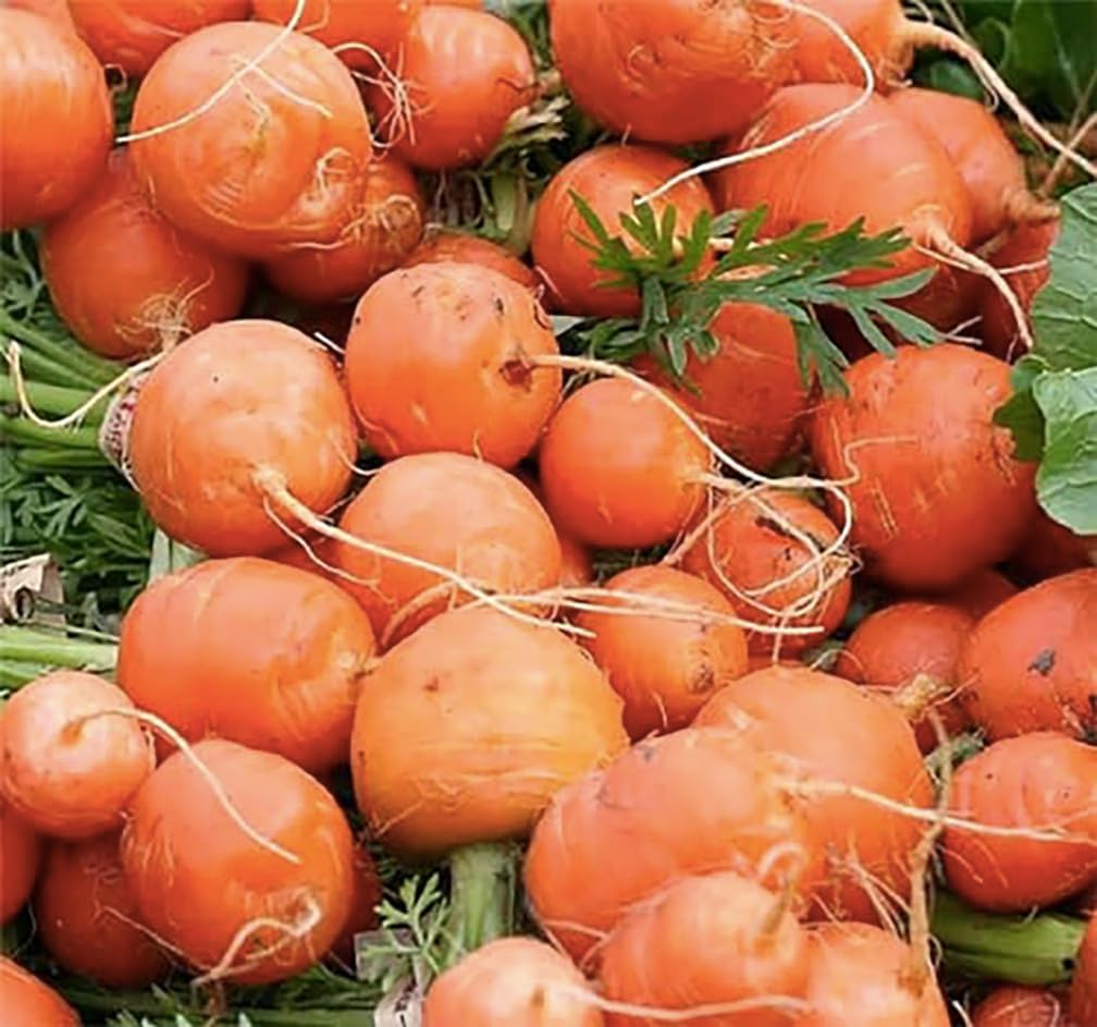 Round Baby Parisian Carrots Seeds A Delicacy Prised by Gourmet Restaurants Delicious Carrot Vegetable - 1000 Seeds