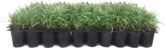 Dwarf Mondo Grass | 3 Live Plants | Japonicus Nanus | Shade Loving Evergreen Lilyturf Groundcover