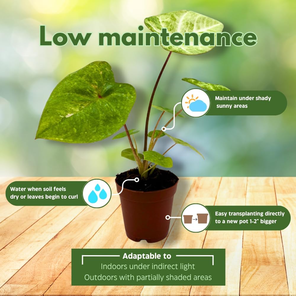 BubbleBlooms Caladium Assortment in 2 inch Pots Set of 3