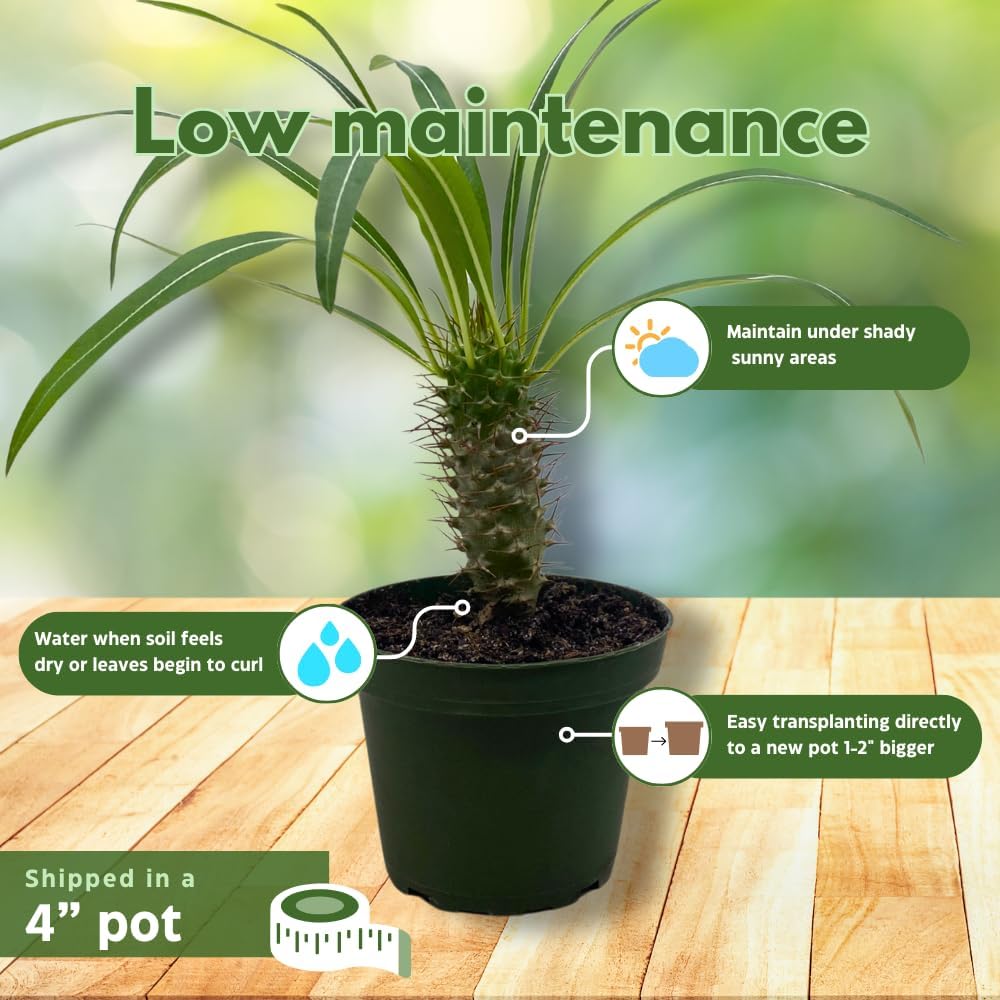BubbleBlooms Madagascar Palm, Pachypodium Lamerei, in a 4 inch Pot