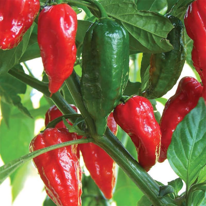Pack 2 Red Ghost Pepper Plants, Live Red Ghost Pepper Plants, Live Ghost Peppers, Ghost Pepper Plants for Growing, 80 Days Old Plants