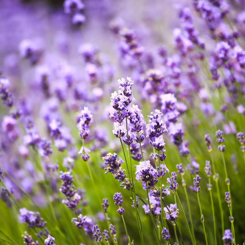 Set 2 Lavender Plants Live, Lavandula Perennial Flower Plants Indoor Outdoor, Well Rooted Plugs 3 to 5 Inch Tall to Grow (Purple Lavender)