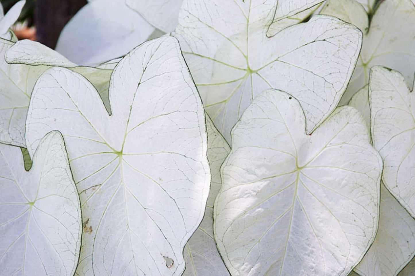 UtopiaSeeds June Bride Caladium Bulb - Fancy Leaf Caladium - 1 Caladium Root