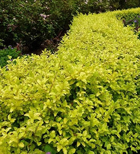 Sunshine Dwarf Ligustrum - Live Plant - Full Gallon Pot