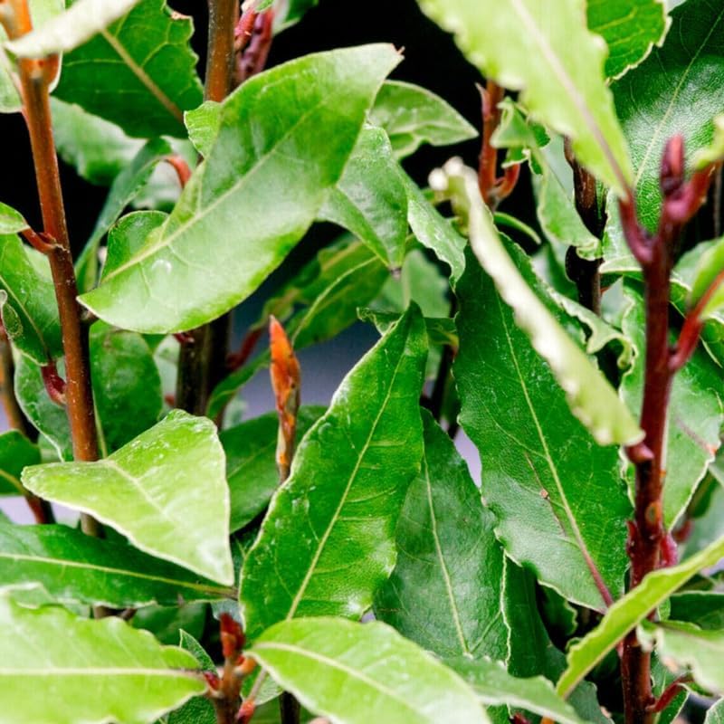 Sweet Bay Leaf Tree, Bay Laurel Laurus Nobilis Herbs, 5-8" Tall Well-Rooted for Culinary Gardens