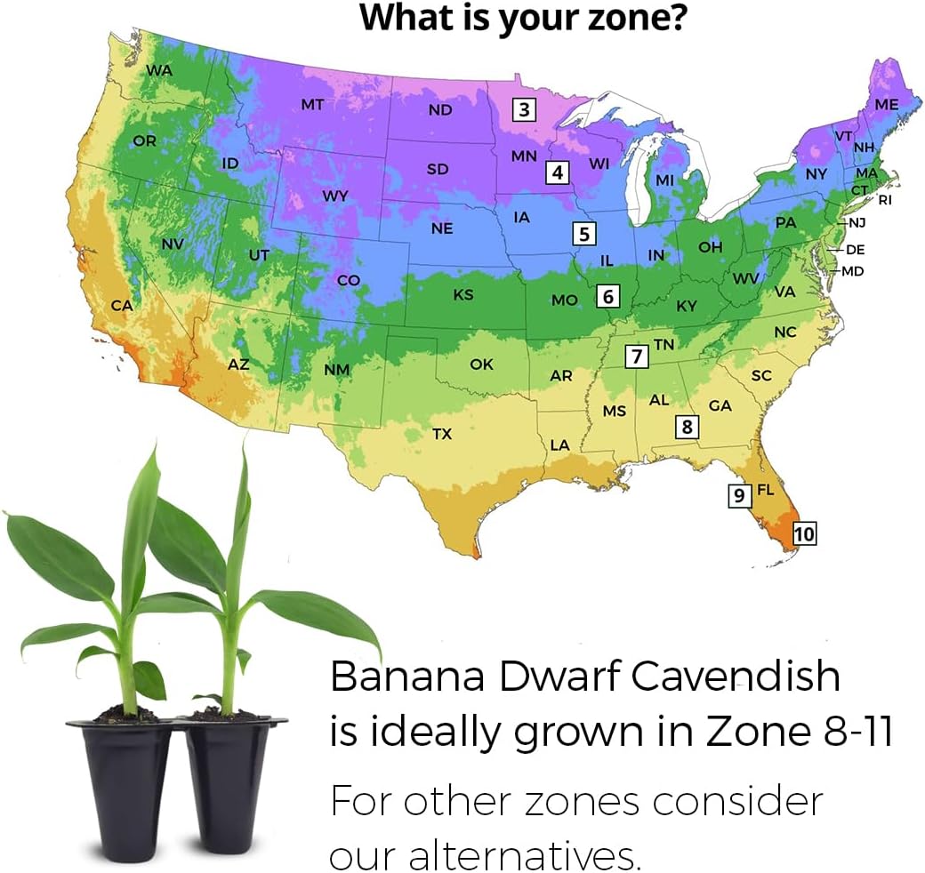 Banana Tree Dwarf Cavendish (4 Pack) Live Banana Plant for Sale | Easy to Grow Plants | Edible Fruit Plant. | Grow Your own Food on Your Edible Organic Garden|Live for Planting|