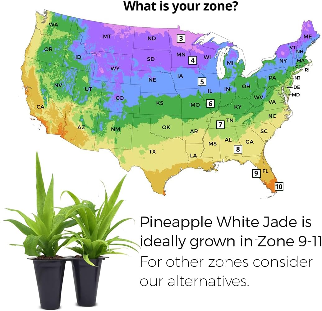 Pineapple Plant White Jade (4 Pack) | Grow Your own Food on Your Edible Organic Garden | Easy to Grow Plants | Edible Fruit Plant for Sustainable Living | Live for Planting |