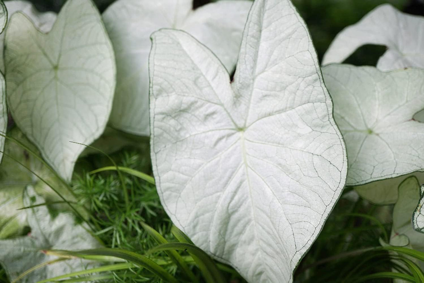 UtopiaSeeds June Bride Caladium Bulb - Fancy Leaf Caladium - 1 Caladium Root