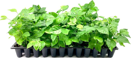 Sambac Jasmine Plant | 20 Live Plants | Jasminum Sambac | Fragrant White Blooms | Ideal for Indoor & Outdoor Planting | Aromatic Addition to Gardens & Patios | Lush & Decorative Foliage