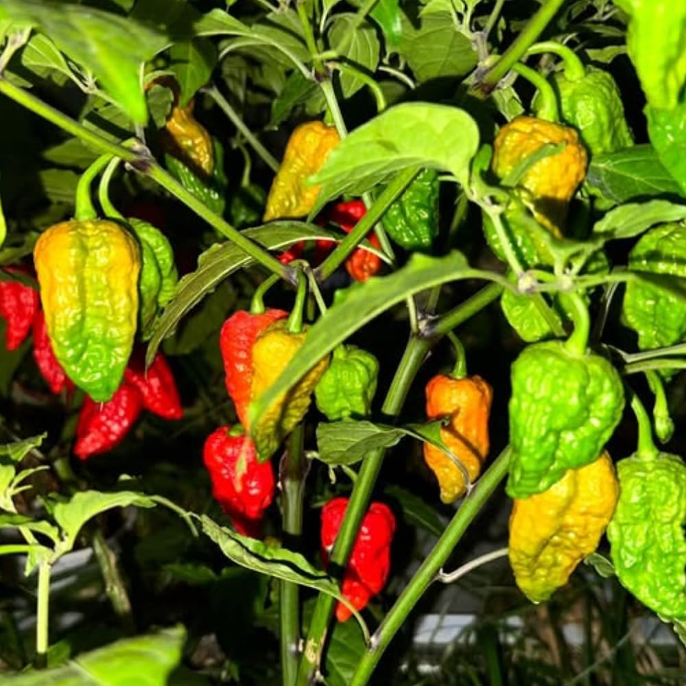 Pack 2 Pepper Plants, Hot Chili Pepper Live Plants for Growing, 80 Days Old Plants (Red Jolokia Ghost)