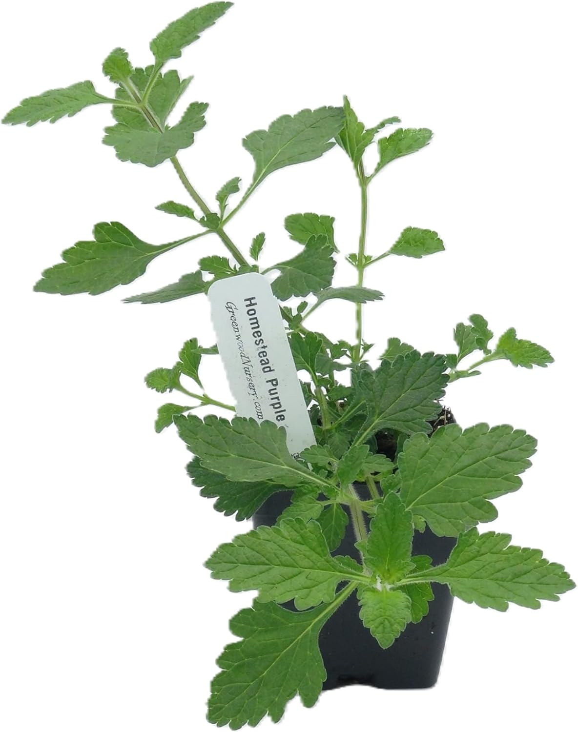 Greenwood Nursery: Live Perennial Plants - 'Homestead Purple' + Verbena Canadensis - [Qty: 5X Pint Pots] - (Click for Other Available Plants/Quantities)