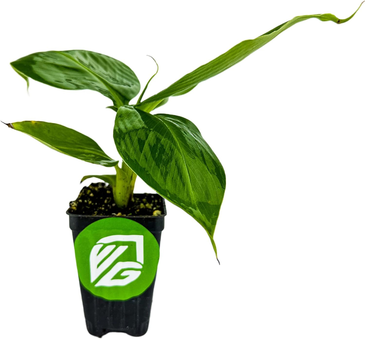 Truly Tiny Banana Live Plant - Musa 'Truly Tiny' by Wellspring Gardens - Petite Beauty, Edible Bananas, Red Variegation, Outdoor Banana Tree, Homegrown Edible Bananas - Starter Plant